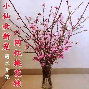 桃花枝怎麼養|【桃花枝怎麼養】桃花枝水培這樣養，輕鬆就能在家觀賞繁花吐。